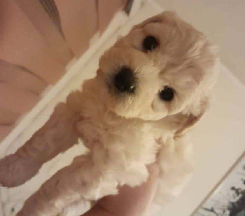 Cachorros poodle maltés