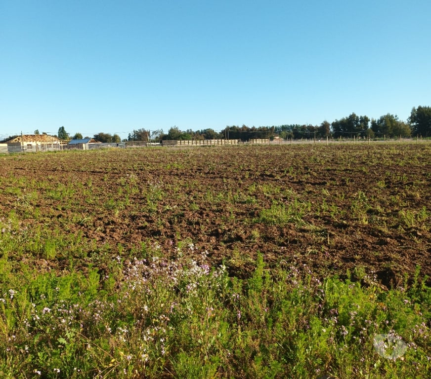 Parcelas en Venta Talca San Clemente - Fotos de Parcelas de 5000m2 en San Clemente