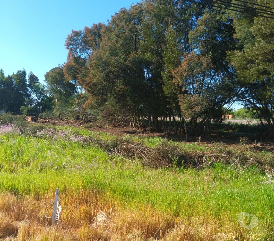 Parcelas en Venta Talca San Clemente - Fotos de Parcelas de 5000m2 en San Clemente