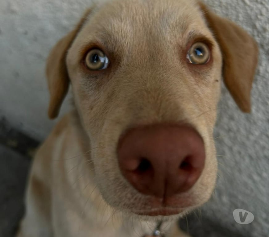 Adopción ed Animales Santiago Las Condes - Fotos de Perrito simpático busca dueño(a)