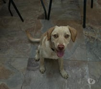 Perrito simpático busca dueño(a)