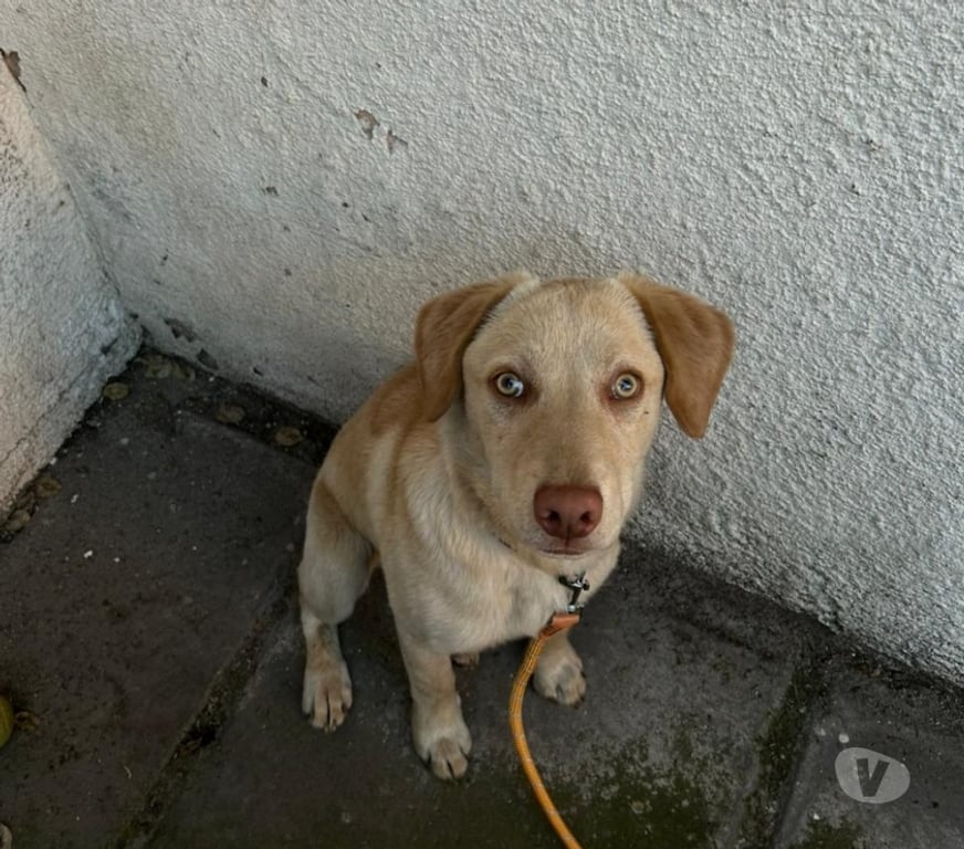 Adopción ed Animales Santiago Las Condes - Fotos de Lindo perrito busca familia