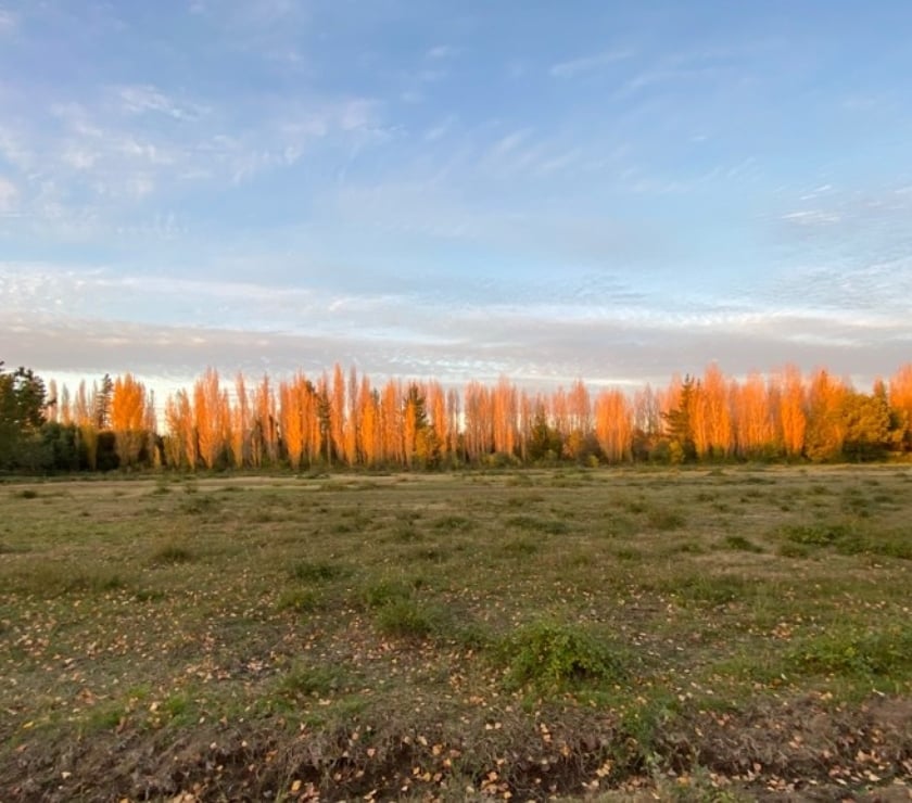 Parcelas en Venta Bío-Bío Cabrero - Fotos de Terrenos en Venta Colicheo