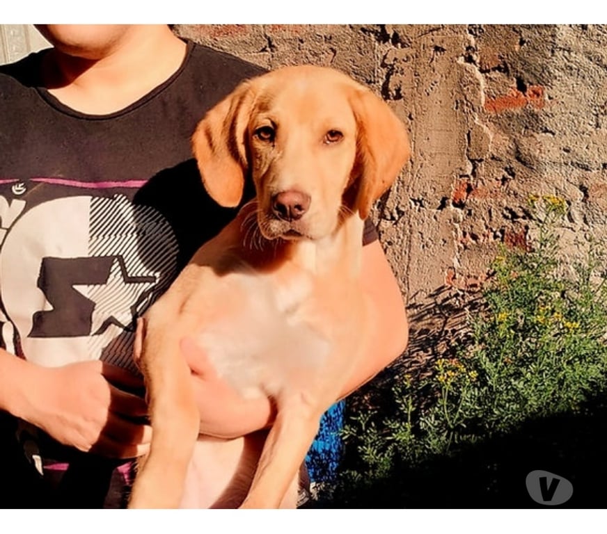 Adopción ed Animales Santiago Santiago - Fotos de GARRICK, mezcla Vizsla o Braco Húngaro