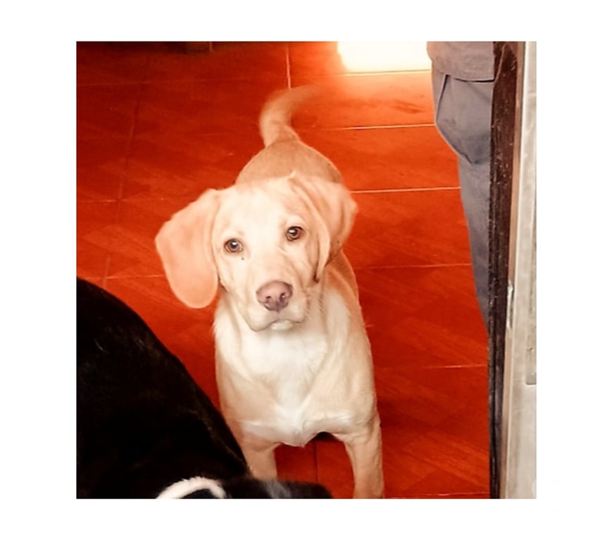 Adopción ed Animales Santiago Santiago - Fotos de GARRICK, mezcla Vizsla o Braco Húngaro