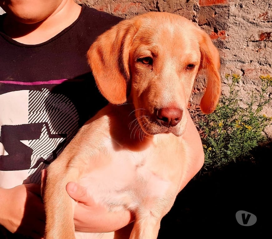 Adopción ed Animales Santiago Santiago - Fotos de GARRICK, mezcla Vizsla o Braco Húngaro