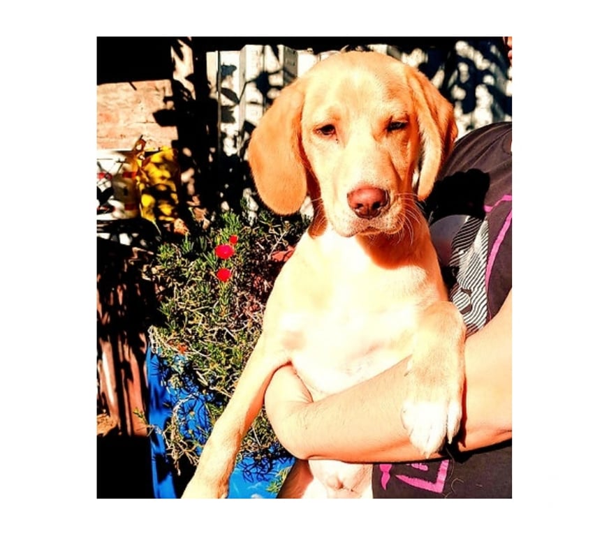 Adopción ed Animales Santiago Santiago - Fotos de GARRICK, mezcla Vizsla o Braco Húngaro