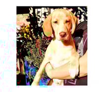 GARRICK, mezcla Vizsla o Braco Húngaro