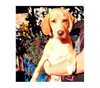 Adopción ed Animales Santiago Santiago - Fotos de GARRICK, mezcla Vizsla o Braco Húngaro