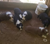 Cachorros border collie