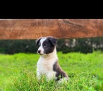 Hermosos cachorros border collie