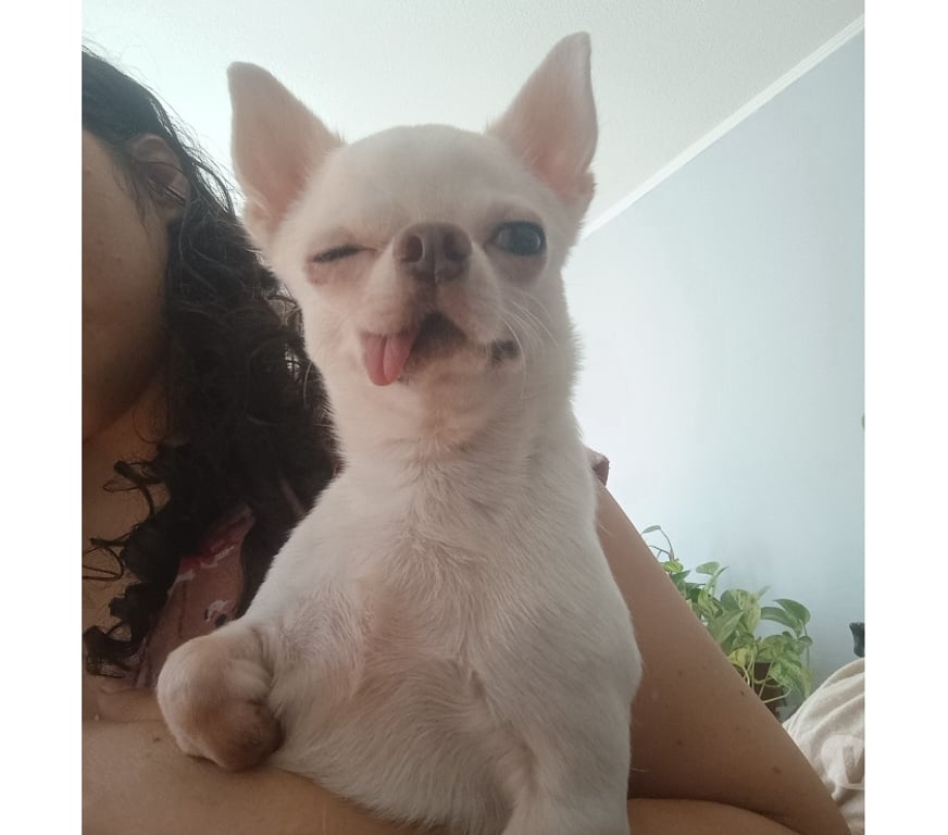 Gatos en Venta Santiago Maipú - Fotos de Chihuahua blanco macho