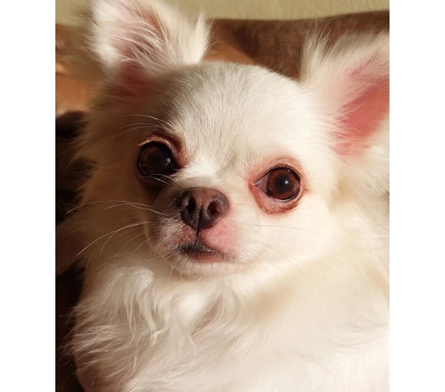 Gatos en Venta Santiago Maipú - Fotos de Chihuahua blanco macho