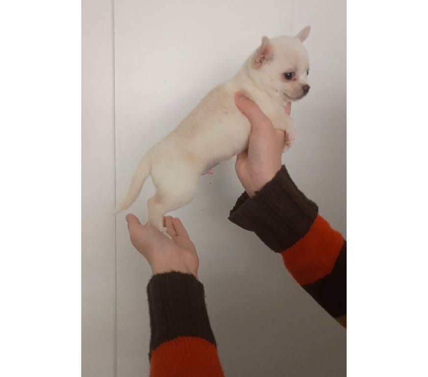 Gatos en Venta Santiago Maipú - Fotos de Chihuahua blanco macho
