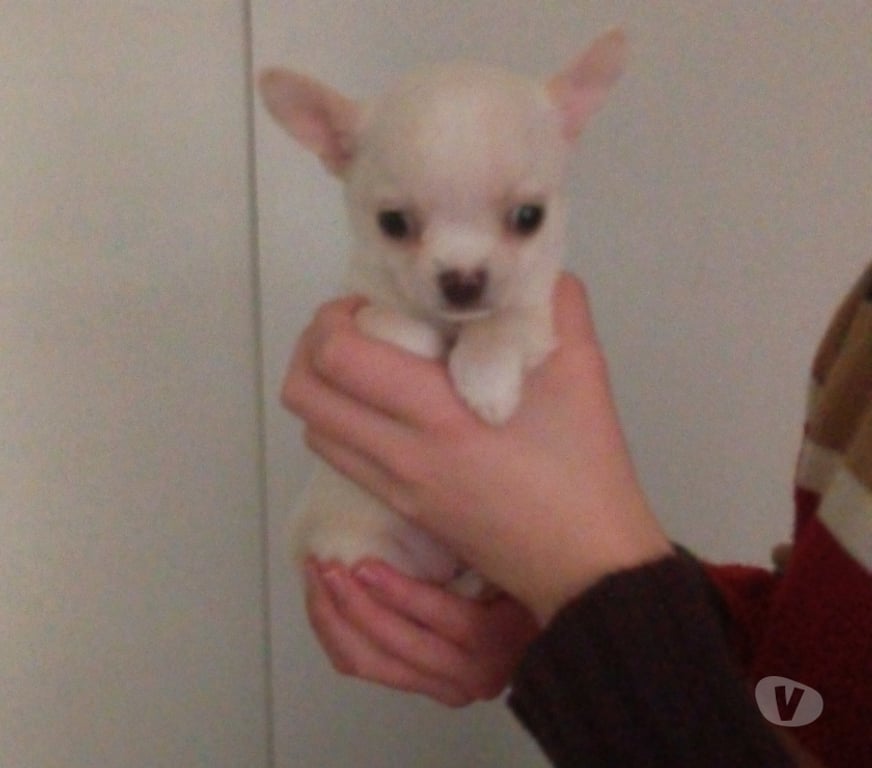 Gatos en Venta Santiago Maipú - Fotos de Chihuahua blanco macho