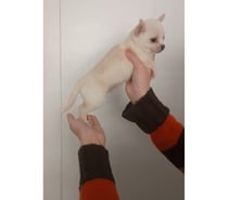 Chihuahua blanco macho