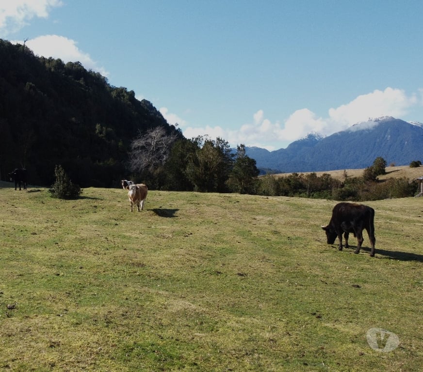 Venta de Haciendas Osorno Puyehue - Fotos de 17 hectáreas en Lago Rupanco.