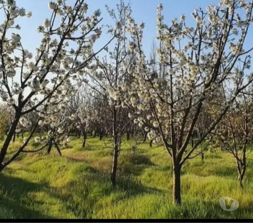 Parcelas en Venta Talca Talca - Fotos de Hermosa Parcela Llena de árboles frutales Colin -TALCA