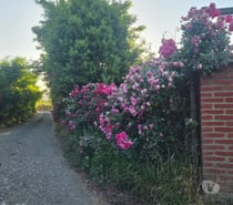 Hermosa Parcela Llena de árboles frutales Colin -TALCA
