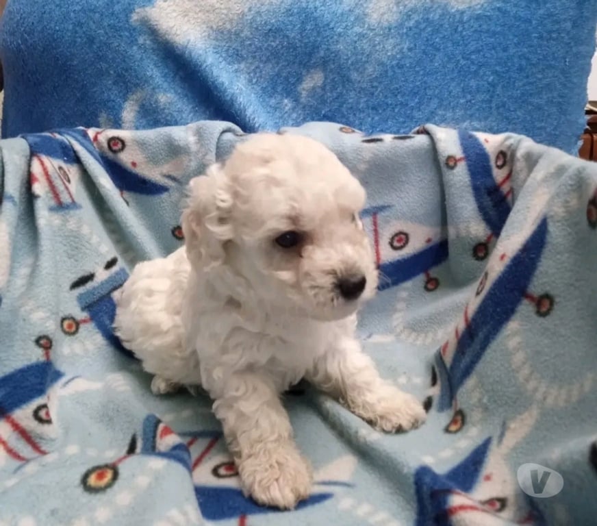Gatos en Venta Santiago La Cisterna - Fotos de Poodle mini 120.000