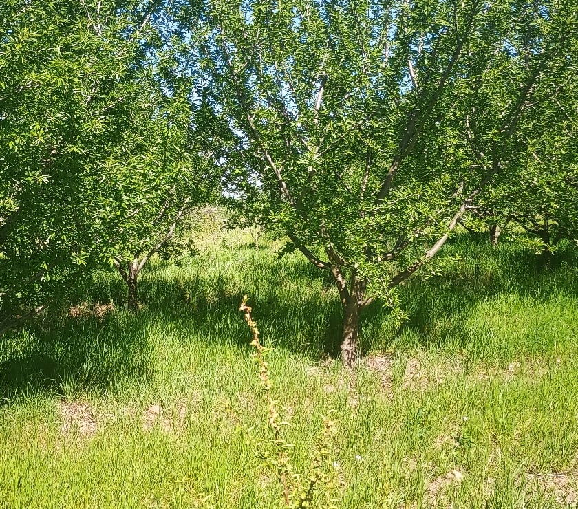 Parcelas en Venta Cachapoal Rengo - Fotos de Hermosa parcela de agrado en sector Huilquío de Rengo