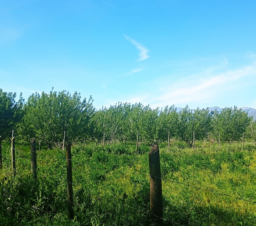 Parcelas en Venta Cachapoal Rengo - Fotos de Hermosa parcela de agrado en sector Huilquío de Rengo