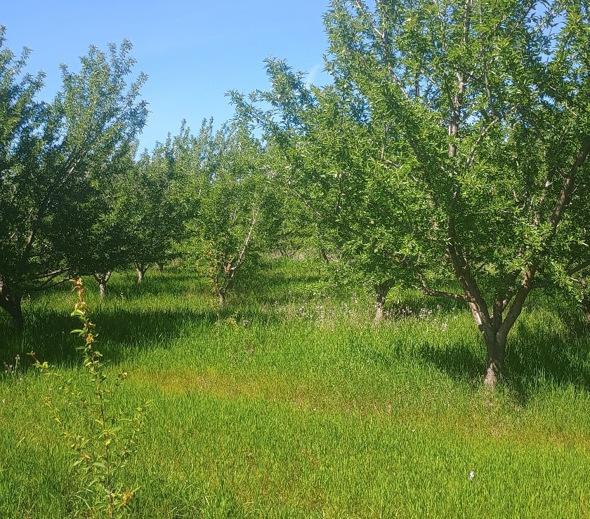 Parcelas en Venta Cachapoal Rengo - Fotos de Hermosa parcela de agrado en sector Huilquío de Rengo