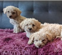 Hermosos poodle toy