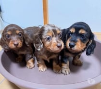Cachorros salchichas