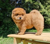 Cachorritos Chow chow