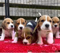 Cachorritos beagles