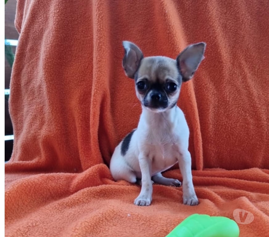 Gatos en Venta Santiago Recoleta - Fotos de Bellas chihuahuas