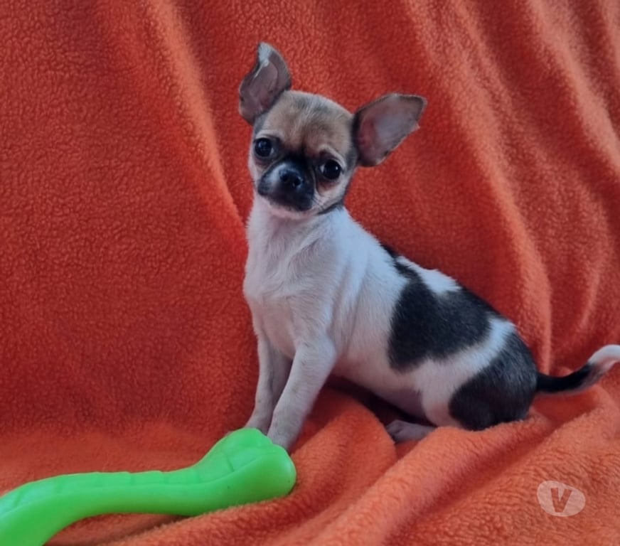 Gatos en Venta Santiago Recoleta - Fotos de Bellas chihuahuas