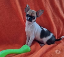 Bellas chihuahuas