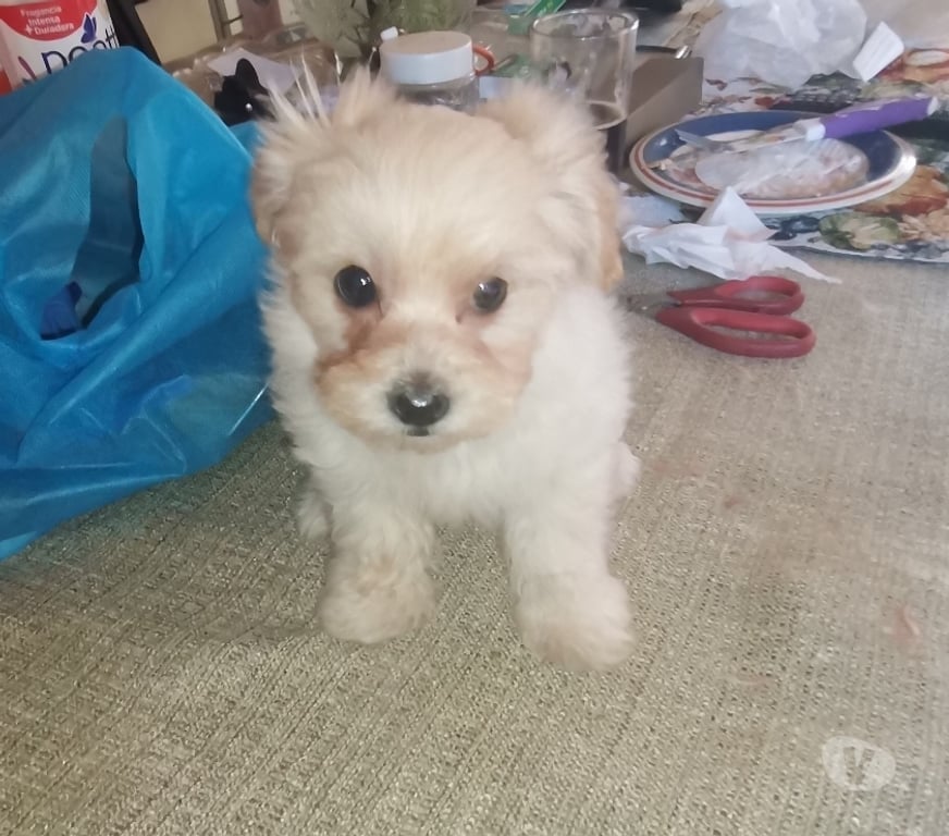 Gatos en Venta Melipilla Melipilla - Fotos de Hermoso Poodle Toy