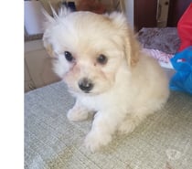 Hermoso Poodle Toy
