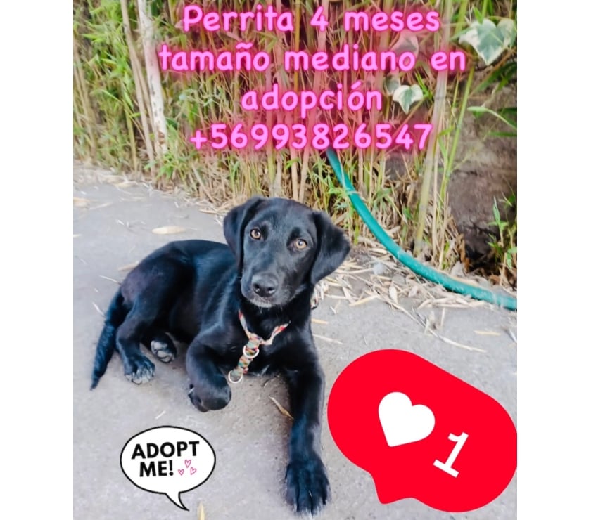 perrita en adopción, 4 meses. mediana