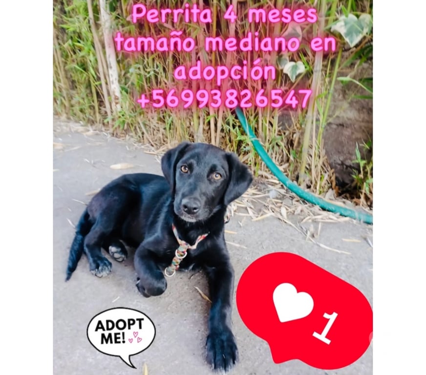 Adopción ed Animales Santiago Las Condes - Fotos de perrita en adopción, 4 meses. mediana