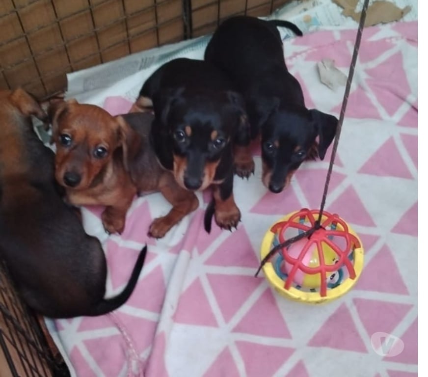 Gatos en Venta Valparaíso Viña del Mar - Fotos de Se venden cachorros salchichas viña de mar 
