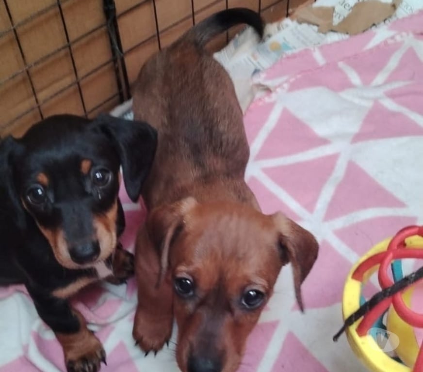 Gatos en Venta Valparaíso Viña del Mar - Fotos de Se venden cachorros salchichas viña de mar 