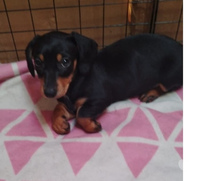 Gatos en Venta Valparaíso Viña del Mar - Fotos de Se venden cachorros salchichas viña de mar 