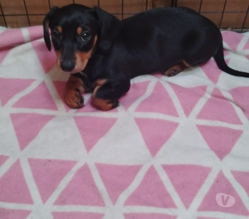 Gatos en Venta Valparaíso Viña del Mar - Fotos de Se venden cachorros salchichas viña de mar 