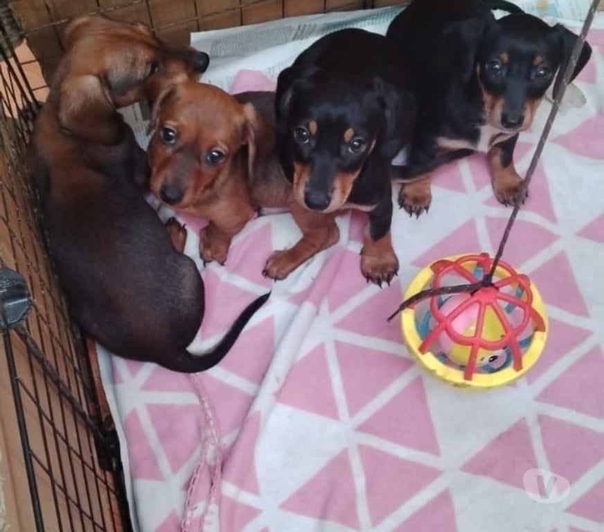 Gatos en Venta Valparaíso Viña del Mar - Fotos de Se venden cachorros salchichas viña de mar 
