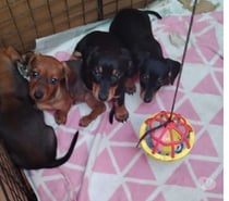 Se venden cachorros salchichas viña de mar