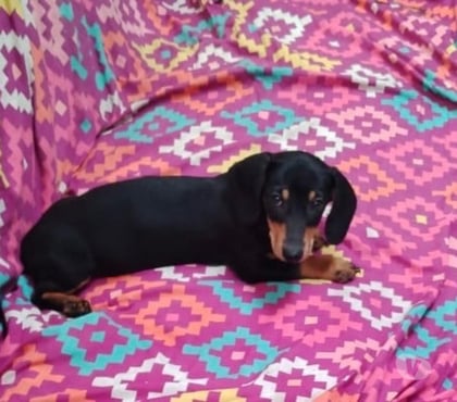 Venta de Mascotas Viña del Mar Valparaíso - Fotos de Se venden cachorros salchichas viña de mar