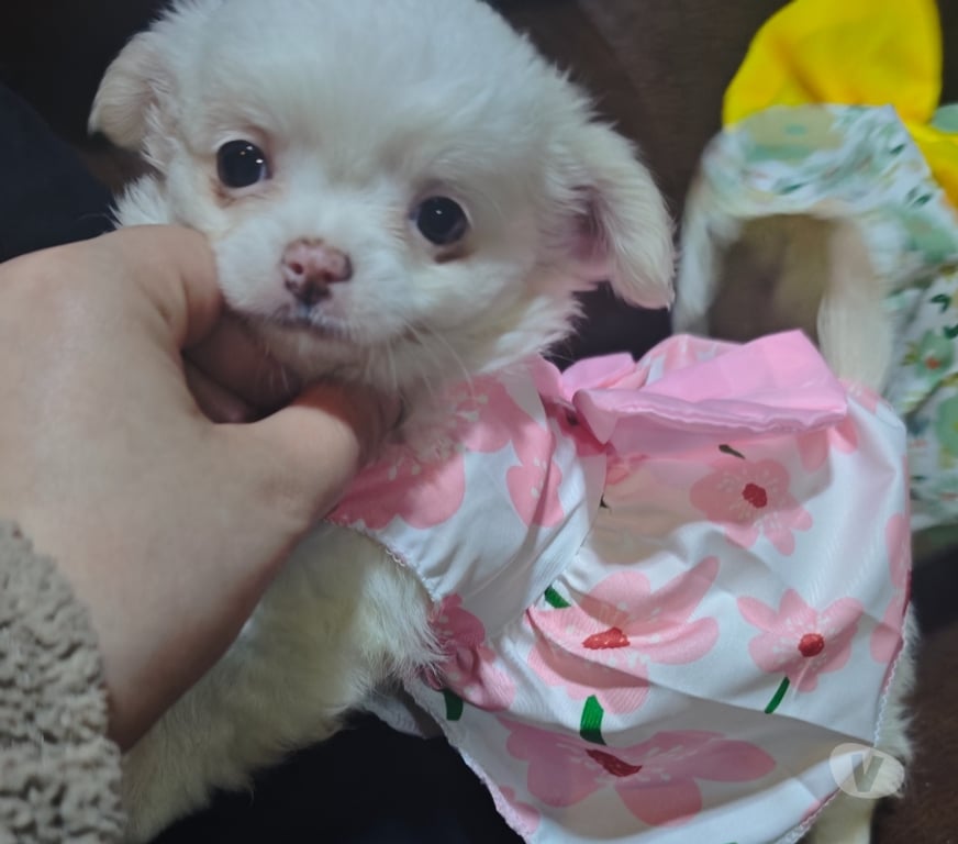 Gatos en Venta Llanquihue Puerto Montt - Fotos de Hermosas cachorras Chihuahua pelo largo