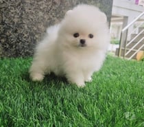 Cachorros pomerania precio ocasión