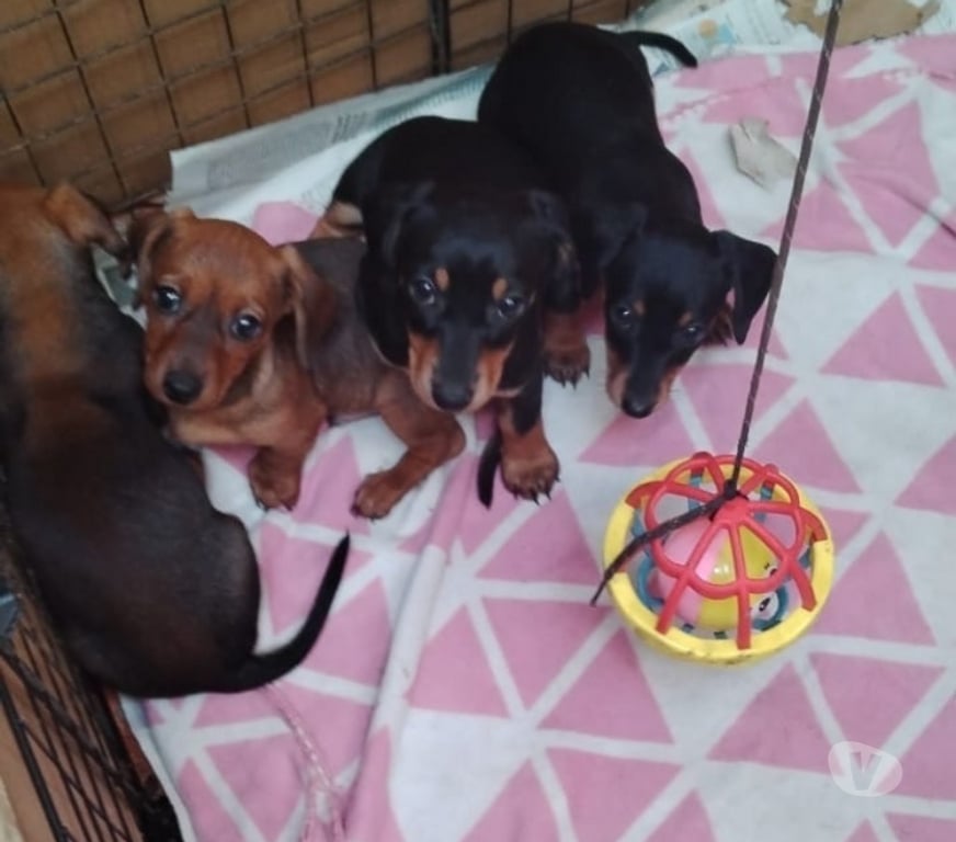 Gatos en Venta Valparaíso Viña del Mar - Fotos de Cachorros salchicha en venta