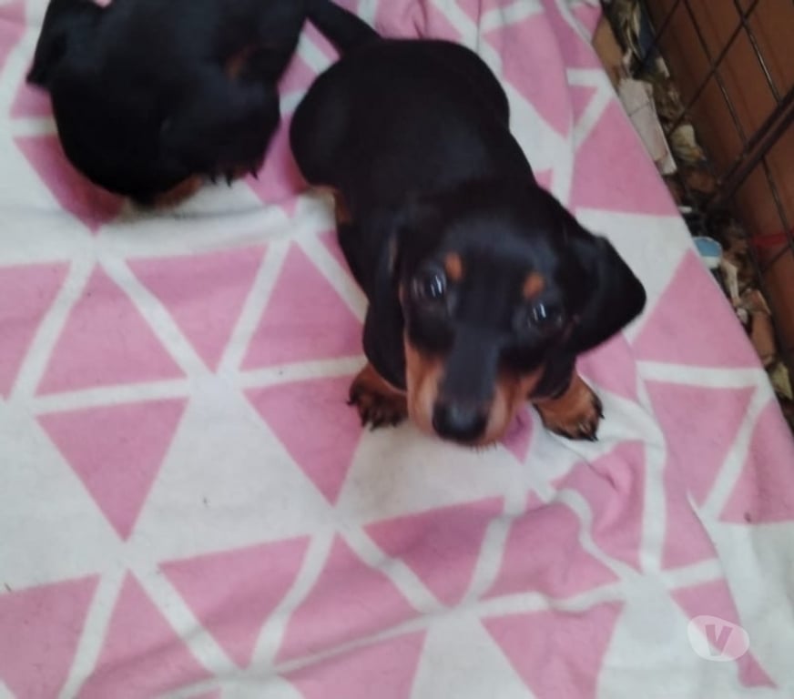 Gatos en Venta Valparaíso Viña del Mar - Fotos de Cachorros salchicha en venta