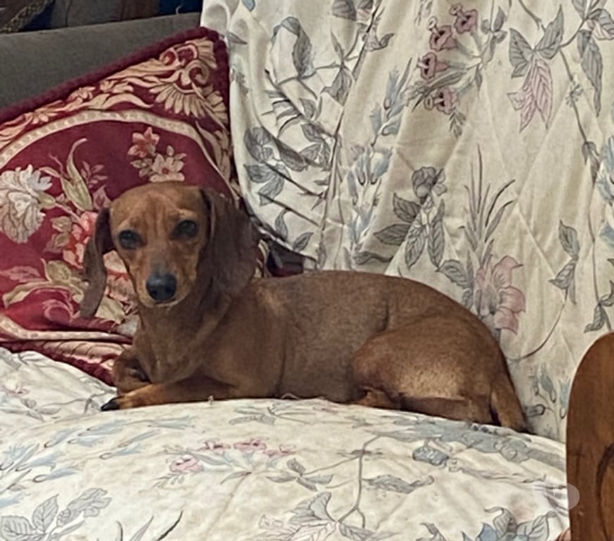 Gatos en Venta Valparaíso Viña del Mar - Fotos de Cachorros salchicha en venta